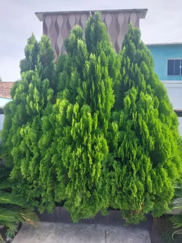 Planta para decoração- Tuia