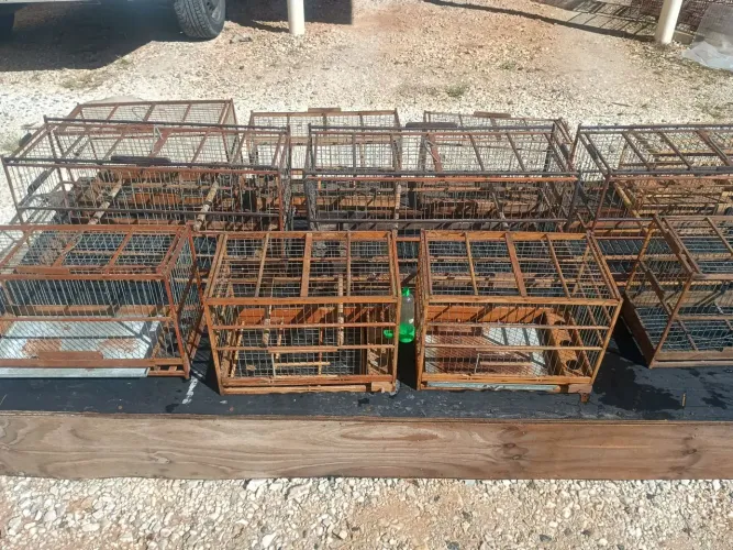 Lote de Gaiolas 