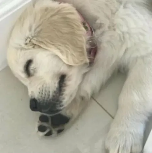 Filhotes de Golden retriever | Um amigo pra vida toda!