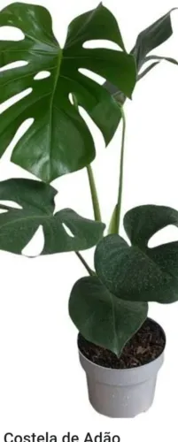3 COSTELA DE ADÃO NO SACO PARA PLANTAR média 70cmNTAR