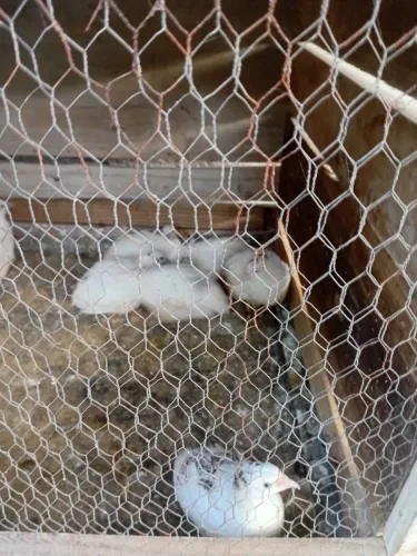 Vendo codornas 