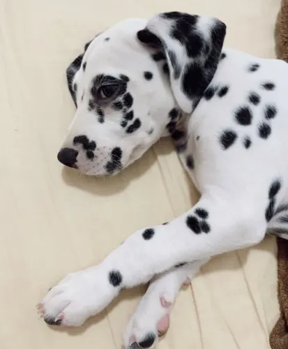 Dalmata 3 meses fêmea