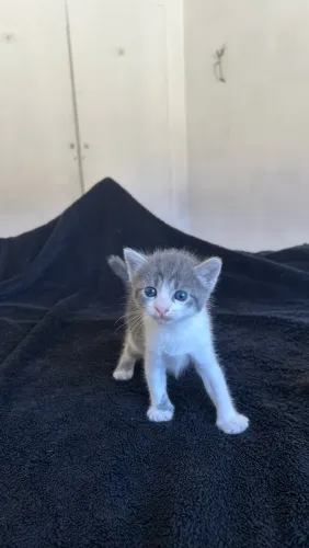 Filhotinhos de gato para adoção