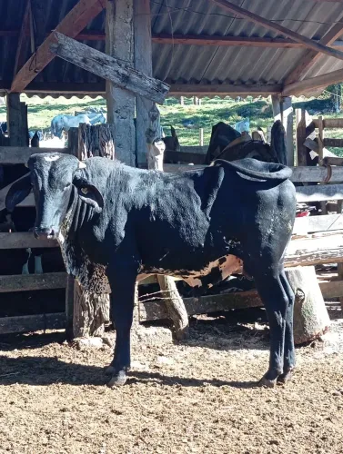 Tourinho garrote filho luxo