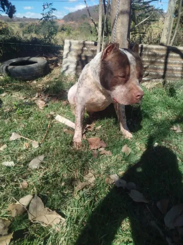 Pit moster disponível para venda