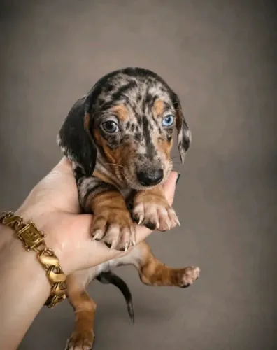 Dachund 