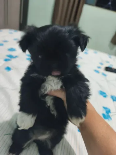 Shihtzu femea