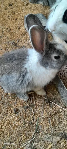 Vendo coelhos filhotes ,raça comuns