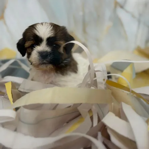 Conheça o Encanto dos Filhotes de Shih Tzu