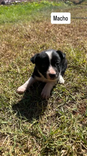 Filhote de border collie puro