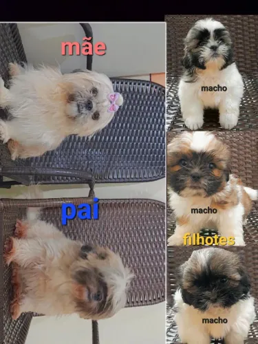 VENDO FILHOTES DE SHITZU MACHOS INFORMAÇÃO NO ZAP * 