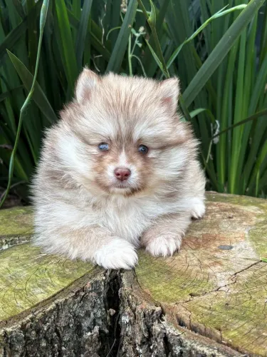 Pomsky f3 mini