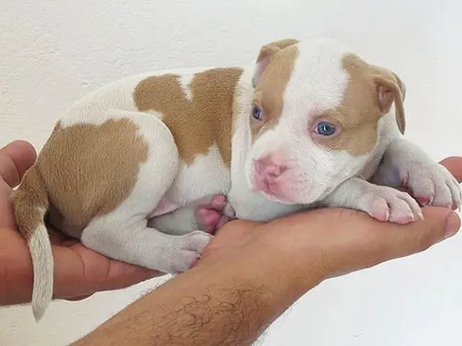 Pit monster
