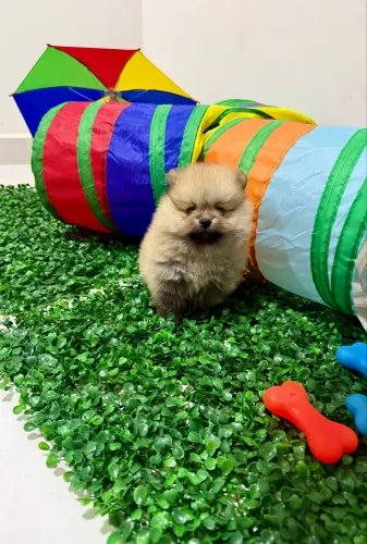 LULU DA POMERÂNIA MACHO PORTE ANÃO BABY FACE FOCINHO CURTO