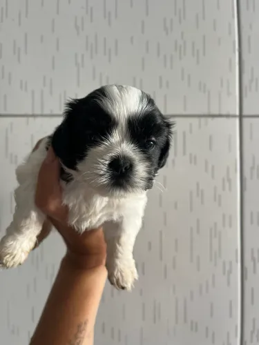 Cachorro Shitzu 