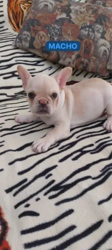 BULLdog francês