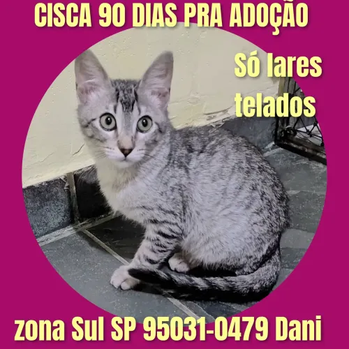 Bebês adoção sp