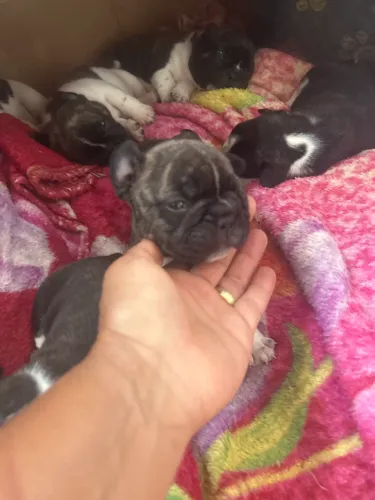 Filhotes de buldogue francês sou dona do pai e da mãe estão pra venda Enterressados