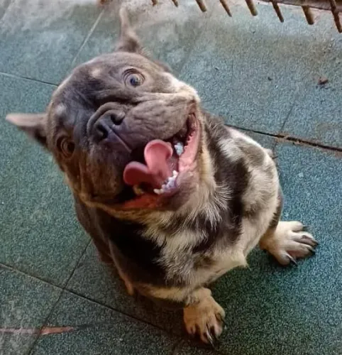 Buldogue francês macho