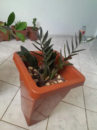 BELO VAZOS DE PLANTAS NATURAIS