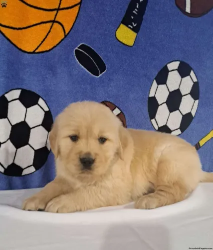 Golden Retriever| PRONTA ENTREGA