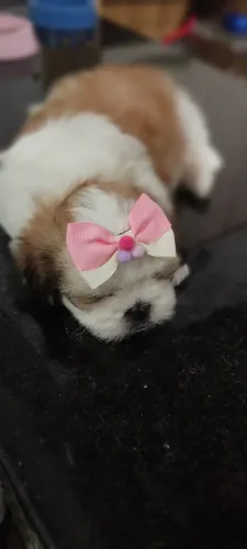 Shitzu fêmea 