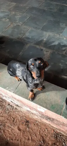 Cachorro dachshund