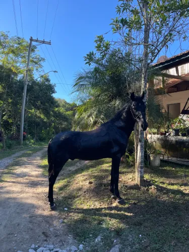 Cavalo mangalarga