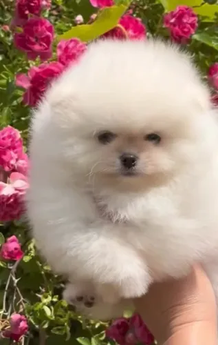 Cachorro Lulu da Pomerania alegre e brincalhão. Promoção HOJE