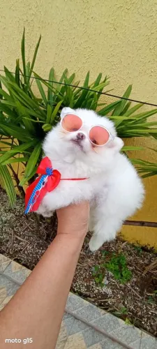 Spitz Alemão anão, ursinho branco. Em 10 de $250.