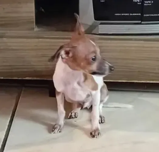 pinscher