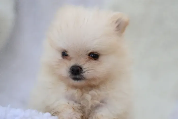 Spitz Alemão Anão, URSINHO