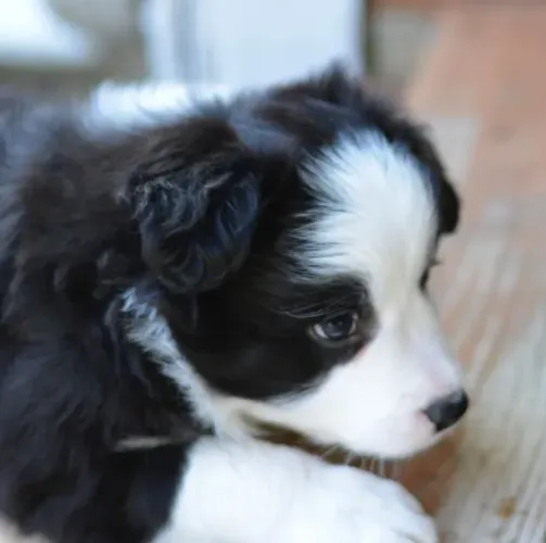 Filhotes de Border Collie | Um amigo que inspira.
