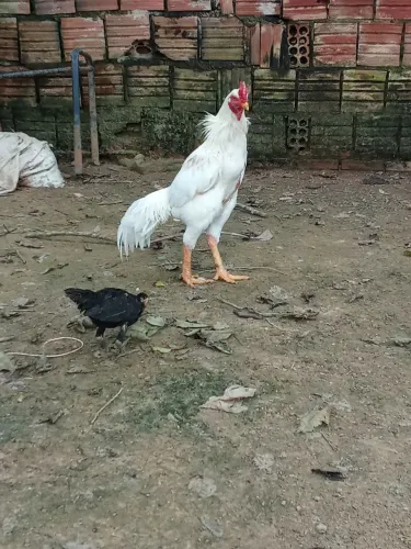 Venda 