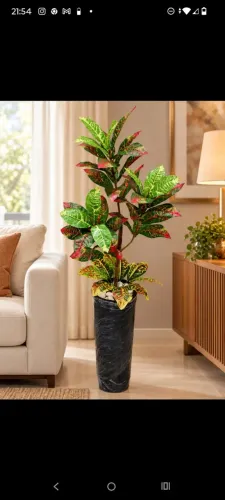 lindo vaso grande de Croton permanente