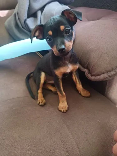Pinscher Macho