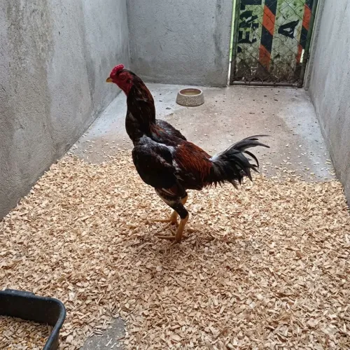 Galo índio