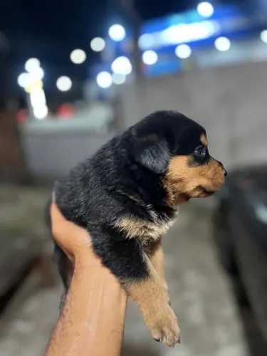 Vendo rottweiler 
