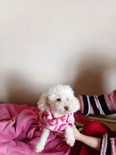 Poodle femea