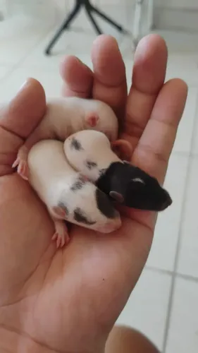 Ratos Twister machos e fêmeas