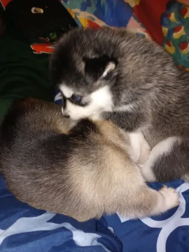 Filhotes de Husky Siberiano | Felicidade que vem correndo.