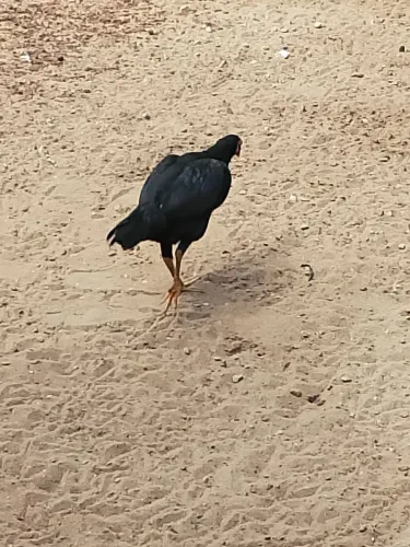 Aves