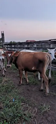 Gado à venda