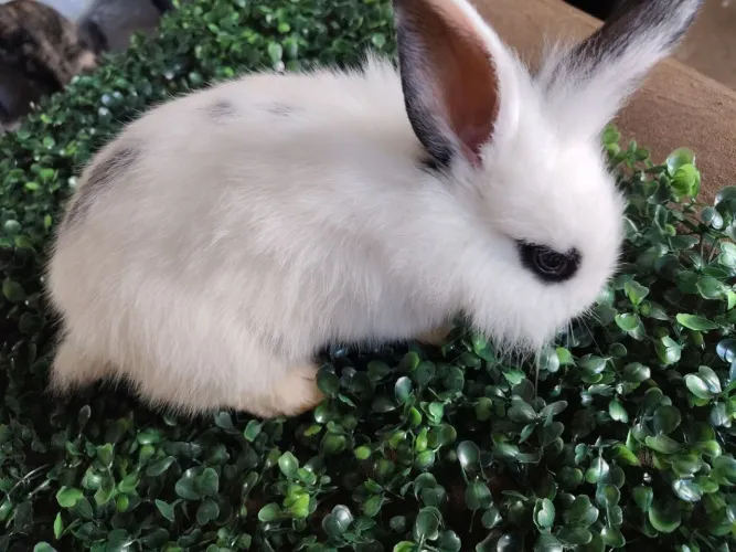 Mini coelho