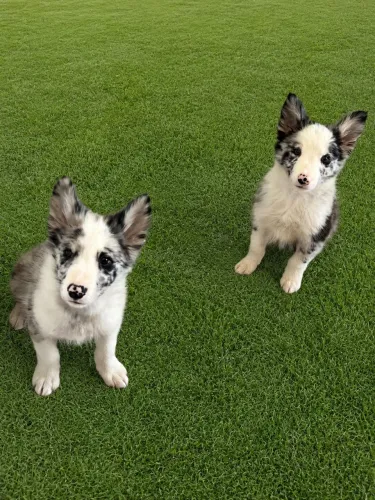 Vendo filhote de Boder Collie Macho