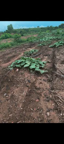 Temos Linhas de terra boas para chácara interessados *68