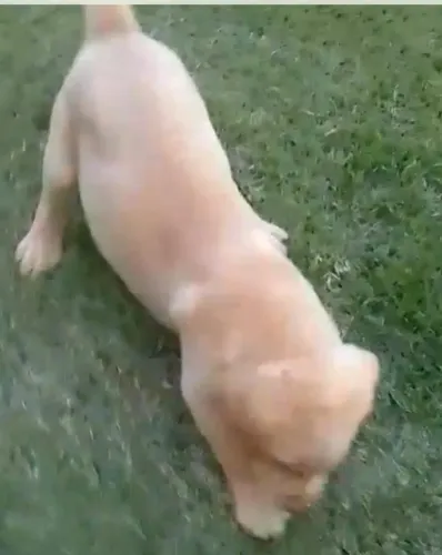 Labrador muito brincalhao 