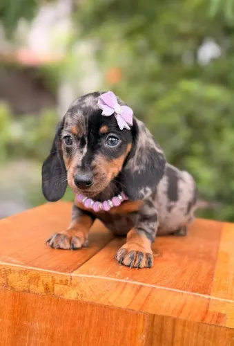 Linguicinha Dachshund