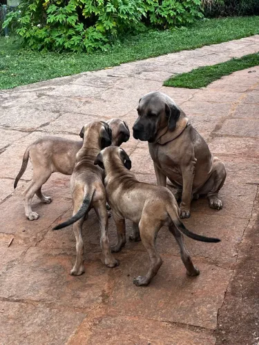 Filhotes de Fila Brasileiro 
