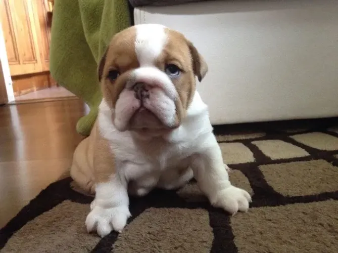 Bulldog Inglês,Bulldog Inglês Filhote Top Padrão da Raça